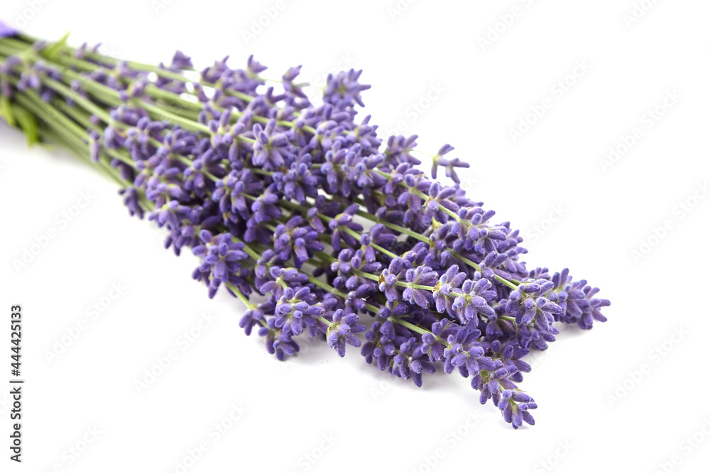 Purple lavender flowers bunch isolated on white background Purple lavender flowers bunch isolated on white background