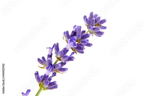 Fototapeta Naklejka Na Ścianę i Meble -  Lavender flowers isolated on white background. Fresh purple flowers closeup