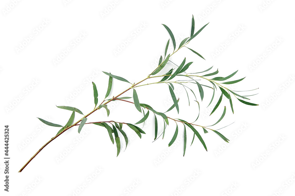 Eucalyptus leaves isolated on white background. Green eucalyptus branch Eucalyptus leaves isolated on white background. Green eucalyptus branch