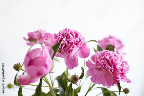 Bouquet of pink peony flowers on white wall background