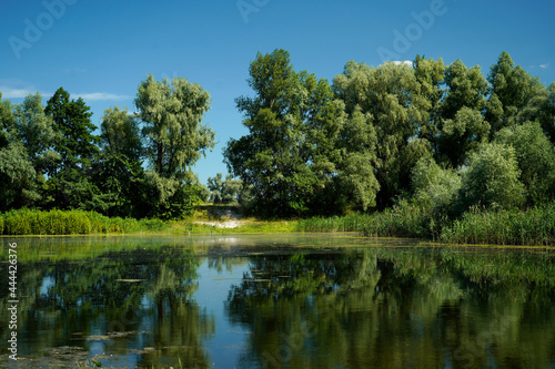Summer lake in the forest 