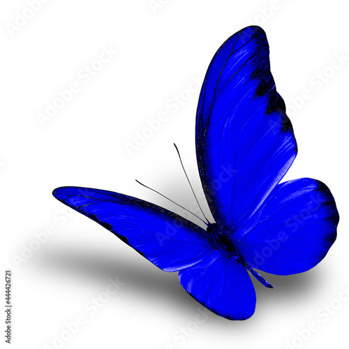 Beautiful flying blue butterfly on white background with soft shadow, chocolate albatross butterfly in fancy color profile photo