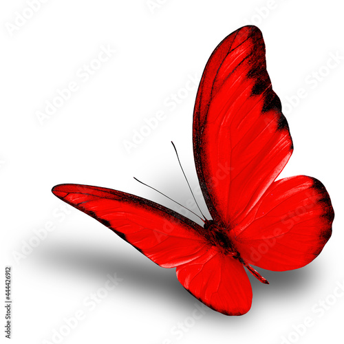 Beautiful flying red butterfly on white background with soft shadow, chocolate albatross butterfly in fancy color profile photo