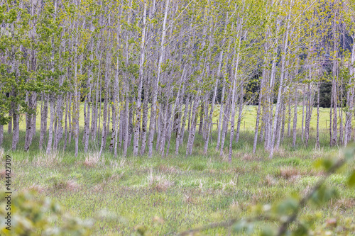 Birch trees for natural barrier