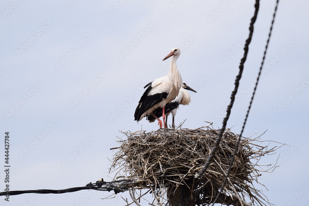 Fototapeta premium stork in the nest