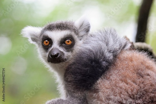 ring lemur © lucille