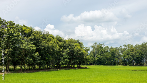 View of trees and green rice fields during the rainy season.