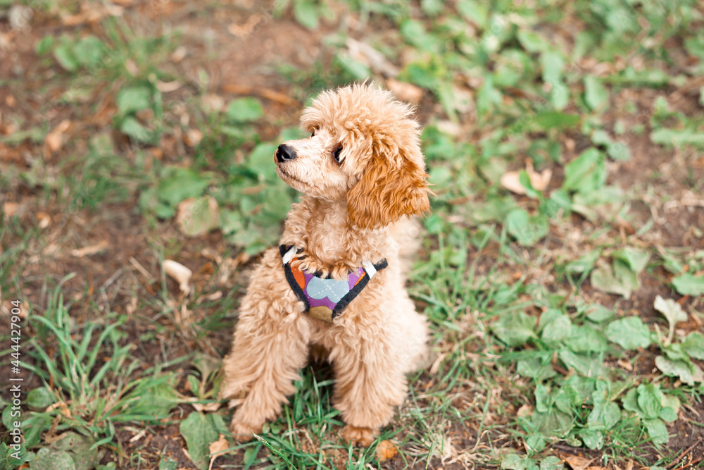 Cute funny small little pet dog in a park outdoor Cute funny small little pet dog in a park outdoor
