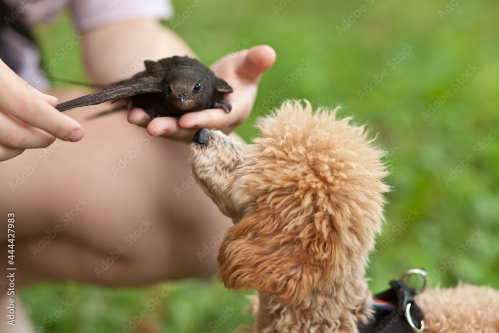 Cute funny small little pet dog in a park outdoor looks at a swift bird