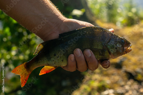 caucasian male holding a river bass in his hand