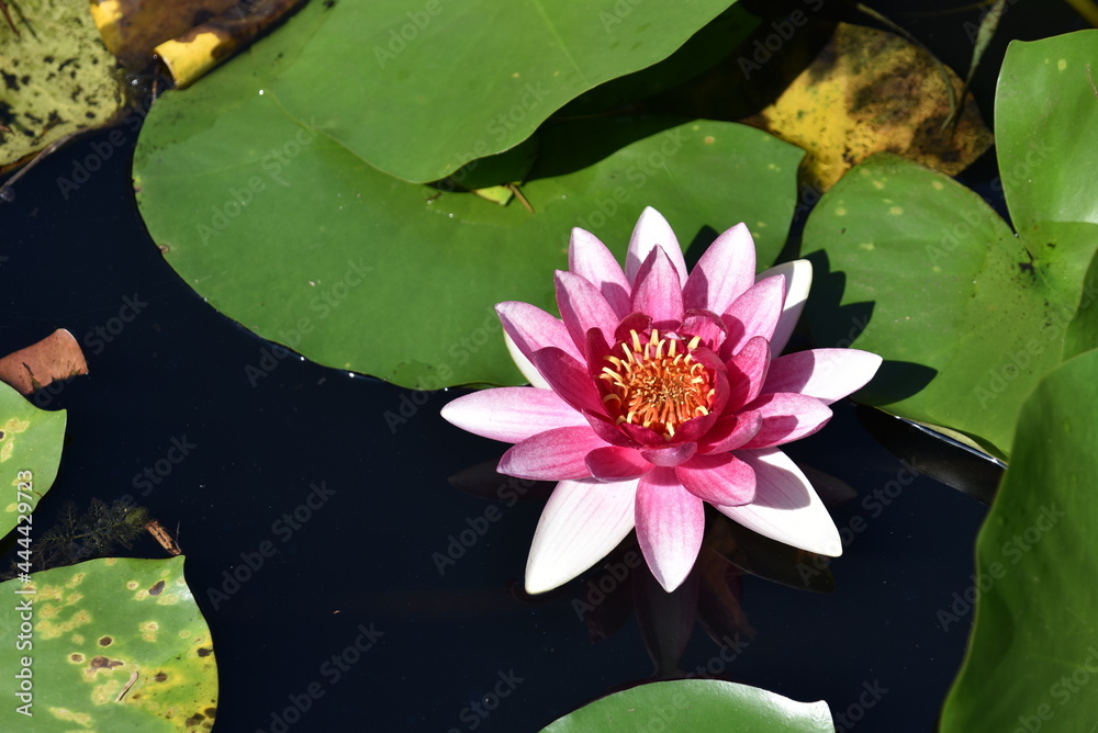 Lotus flower in pond at 