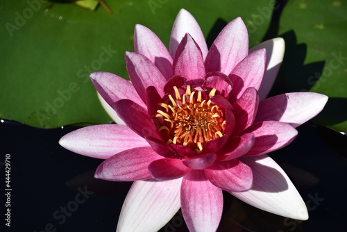 Lotus flower in pond at  Ilsan Lake Park  in Korea