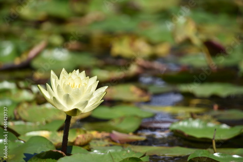 Lotus flower in pond at  Ilsan Lake Park  in Korea