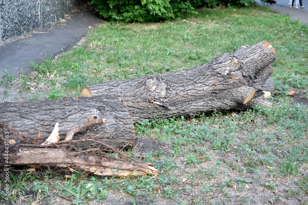 Fototapeta premium Cut trees into logs after a hurricane