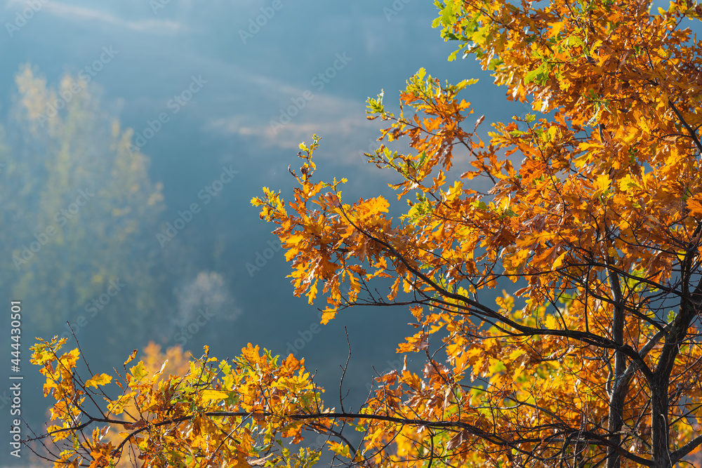 Oak Tree Branches With Yellow and Green Foliage. Oak Tree Branches With Yellow and Green Foliage.