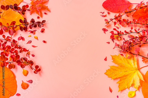 Mock up for a greeting card on a pink background. Red and yellow autumn leaves of barberry  maple and scumpia with copy space.