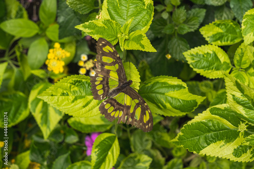 A butterfly with green and yellow spots disguises itself on yellow-green leaves from above