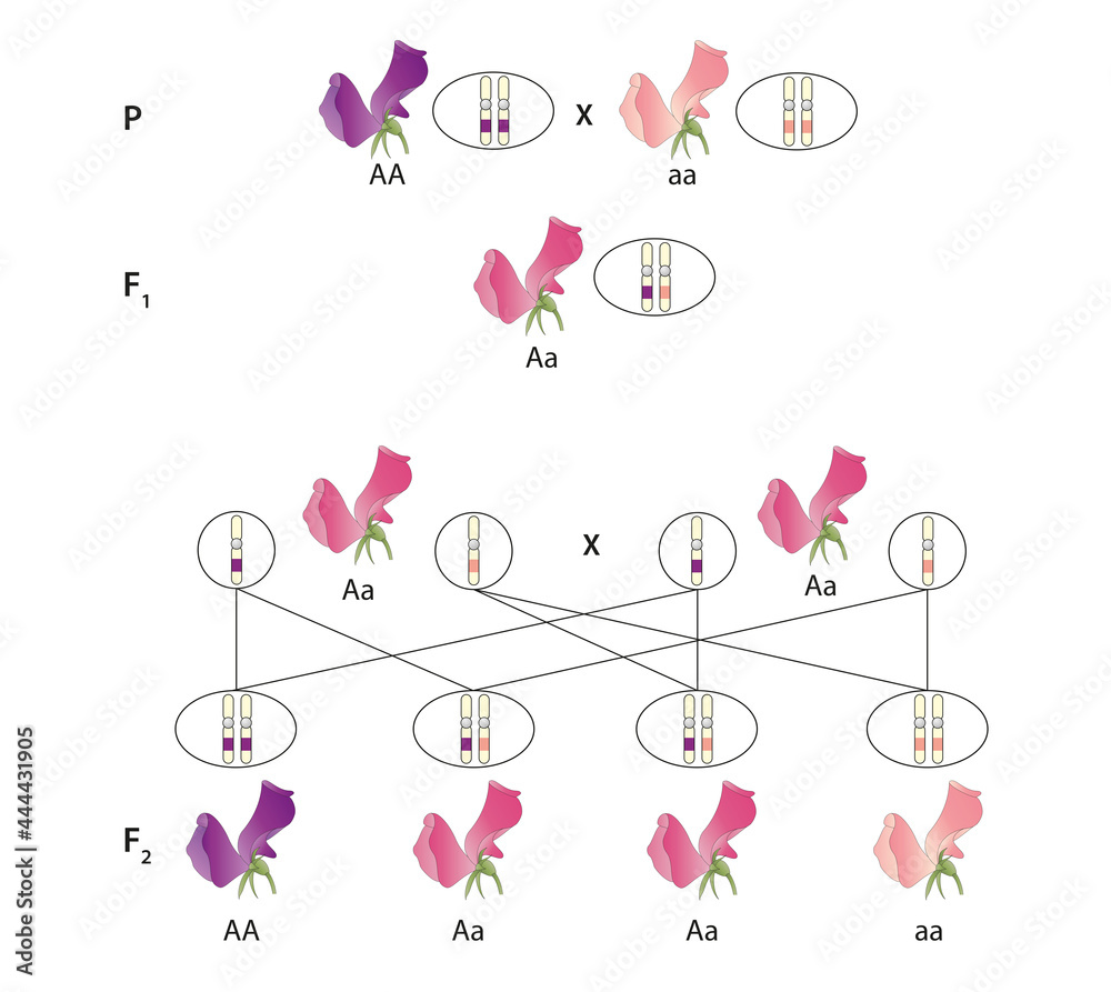 phenotype-ratio-the-phenotype-of-an-organism-is-the