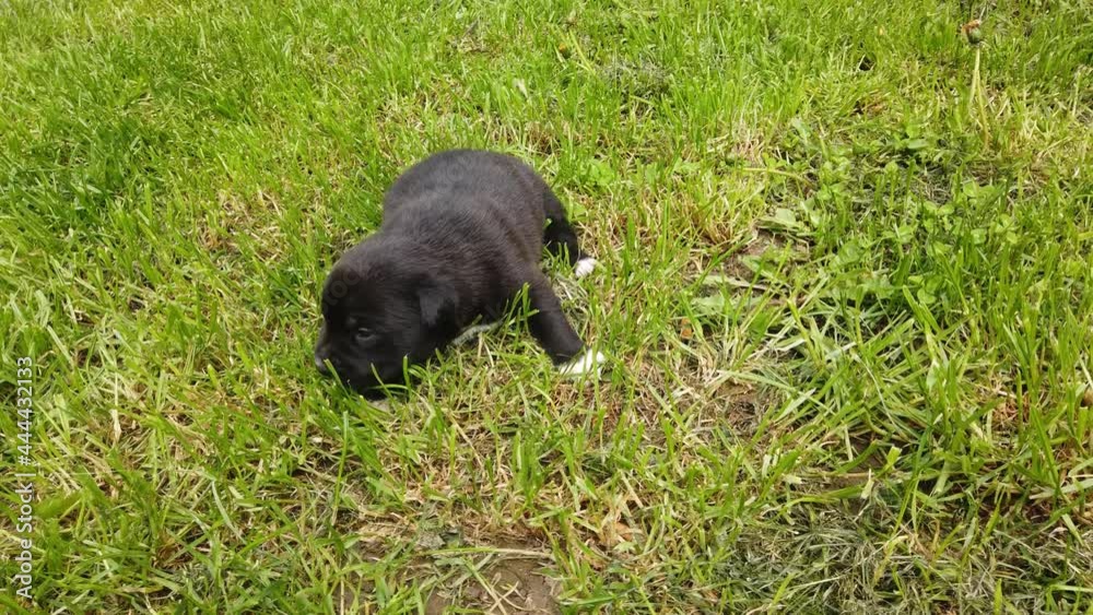 cute three weeks old mixed breed puppy on a grass cute three weeks old mixed breed puppy on a grass