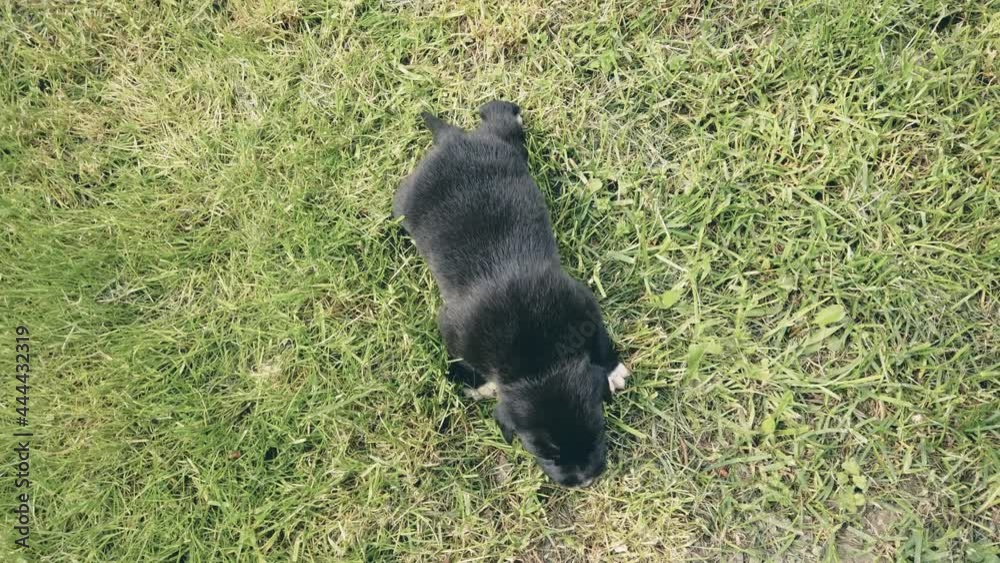 cute three weeks old mixed breed puppy on a grass cute three weeks old mixed breed puppy on a grass