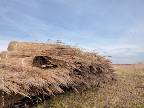 Riet oogst in Steenwijkerland, Overijssel Province, The Nethetrlands || Reed harvest in Steenwijkerland, Overijssel Province, The Nethetrlands