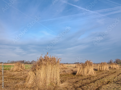 Riet oogst in Steenwijkerland, Overijssel Province, The Nethetrlands ||  Reed harvest in Steenwijkerland, Overijssel Province, The Nethetrlands photo