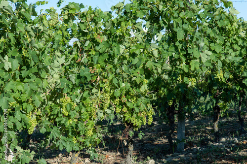 Wallpaper Mural Vineyards in Monferrato Piedmont Italy summer day Torontodigital.ca