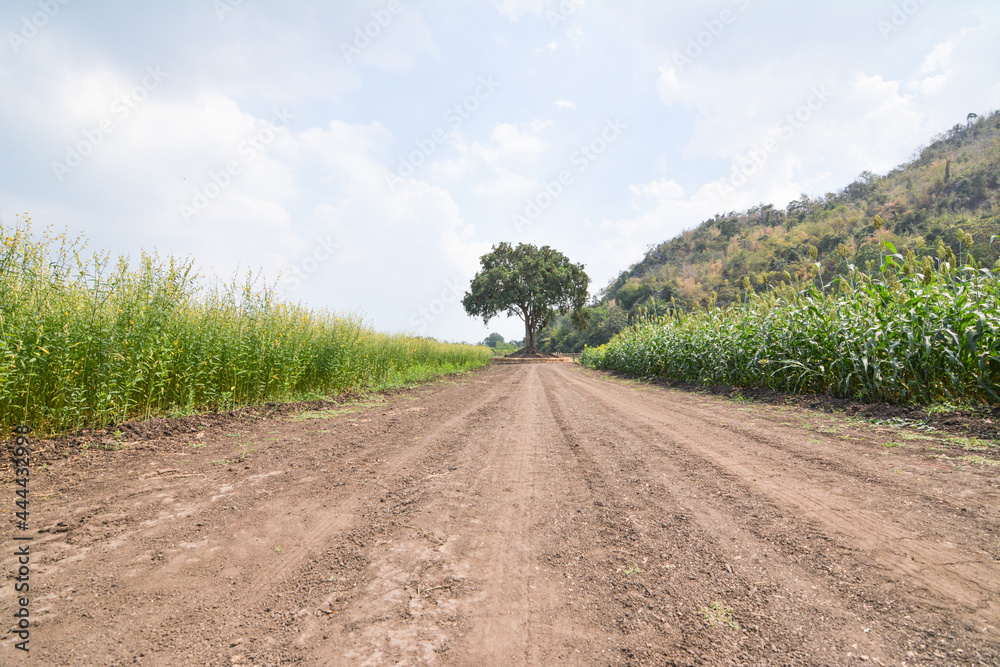 Naklejka premium road in the countryside