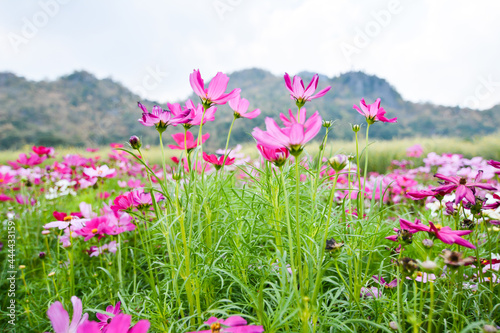 pink flowers in the grass