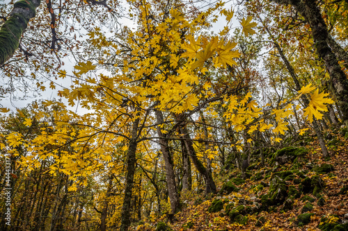 acorn and autumn color