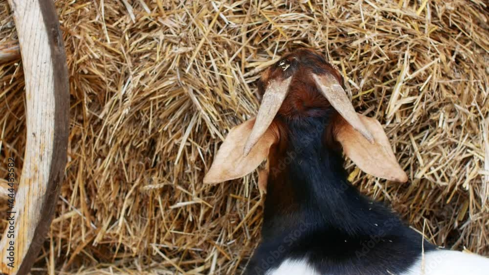 A beautiful brown goat eating hay on the farm. Livestock farm.