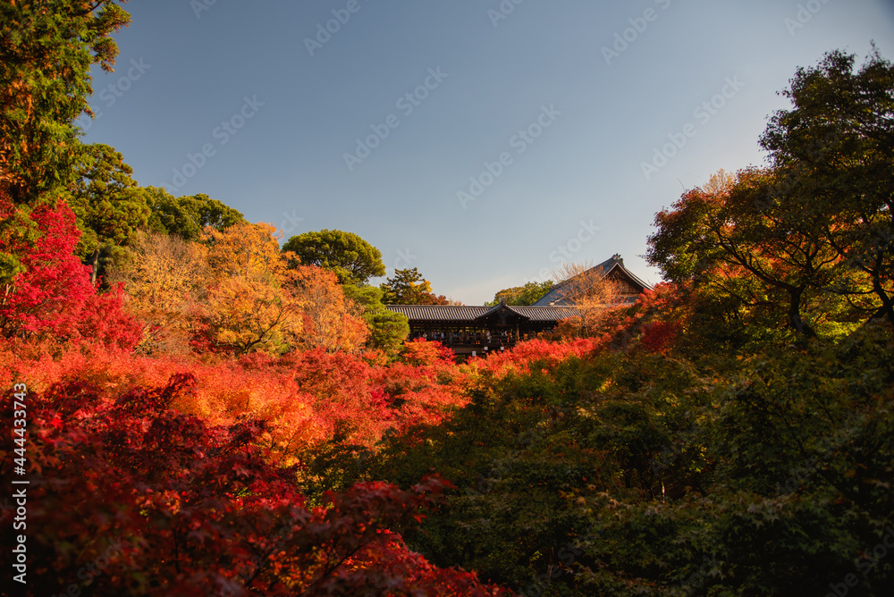 Obraz premium 京都の紅葉