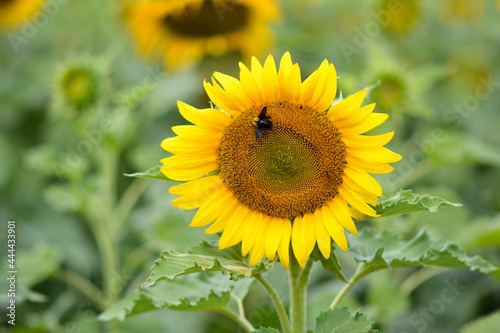 sunflower in the field