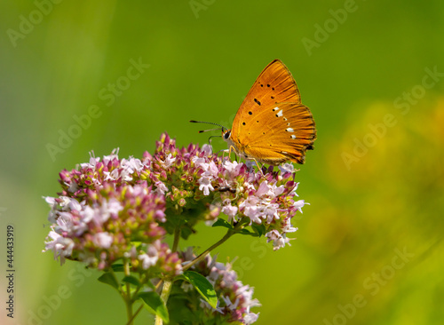 A beautiful red butterfly sits on a blooming oregano