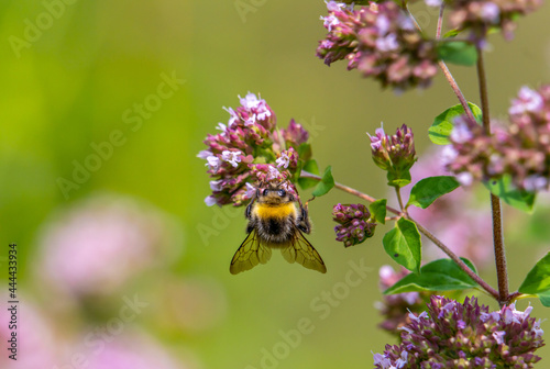 A shaggy bumblebee pollinates a flowering oregano © Игорь Кляхин