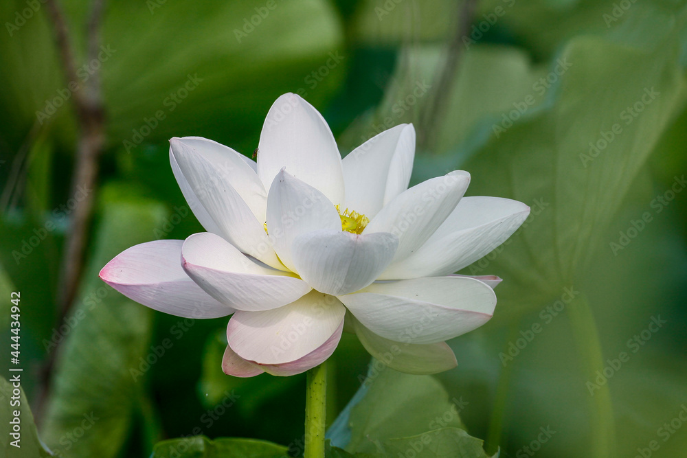 July 10, 2021-Sangju, South Korea-A View of colorful lotus and wide reservoir at Gonggeomji reservoir in Sangju, South Korea. Gonggeomji Reservoir is an irrigation reservoir used watering the rice pad July 10, 2021-Sangju, South Korea-A View of colorful lotus and wide reservoir at Gonggeomji reservoir in Sangju, South Korea. Gonggeomji Reservoir is an irrigation reservoir used watering the rice pad
