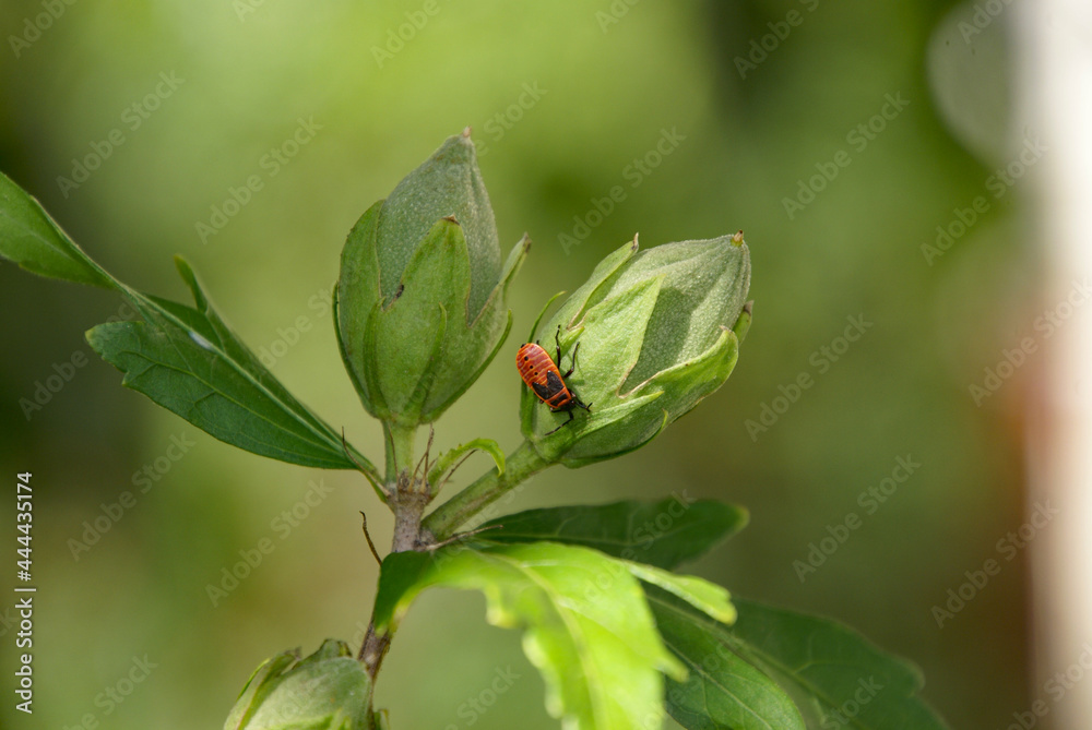 Feuerwanze auf Knospen im Herbst im Strauch Feuerwanze auf Knospen im Herbst im Strauch