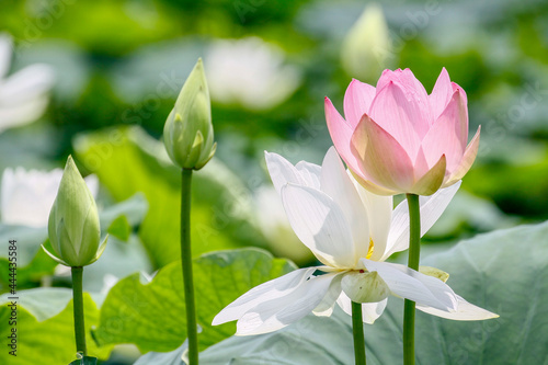 July 9, 2021-Sangju, South Korea-Lotus flowers are in full bloom in a pond at Sangju in South Korea's largest colony of the Jisan-ri. Every July to August is South Korea lotus blooming season. photo