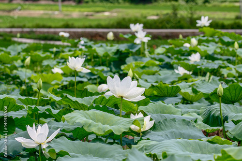 July 9  2021-Sangju  South Korea-Lotus flowers are in full bloom in a pond at Sangju in South Korea s largest colony of the Jisan-ri. Every July to August is South Korea lotus blooming season.