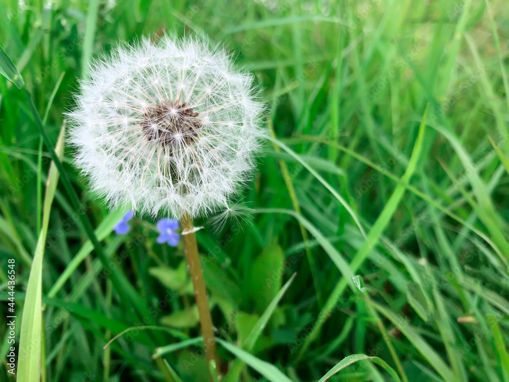 Lonely white dandelion close-up in a field on a green background