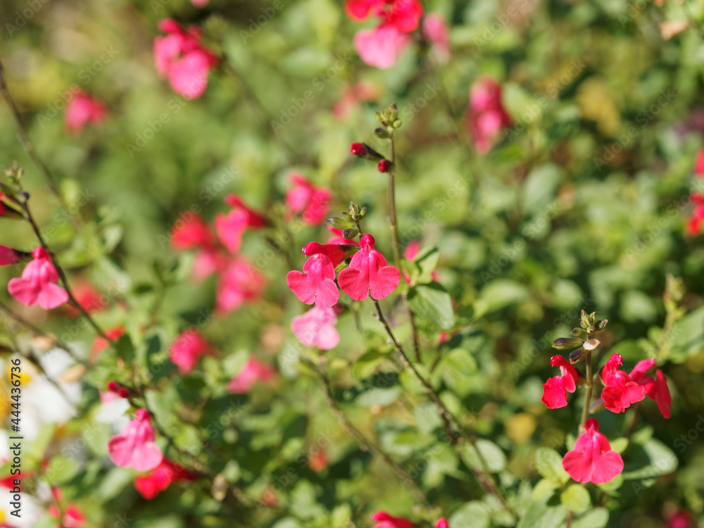 Salvia microphylla 'grahamii' | Johannisbeer-Salbei oder Myrten-Salbei mit verzweigten, schwach behaarten Stängel mit hellrosa bis dunkelrosa Quirlen Blumen Salvia microphylla 'grahamii' | Johannisbeer-Salbei oder Myrten-Salbei mit verzweigten, schwach behaarten Stängel mit hellrosa bis dunkelrosa Quirlen Blumen