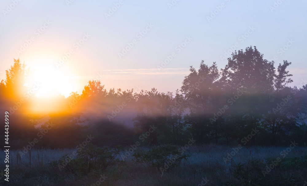 green summer forest glade in early morning mist, summer natural sunrise scene green summer forest glade in early morning mist, summer natural sunrise scene
