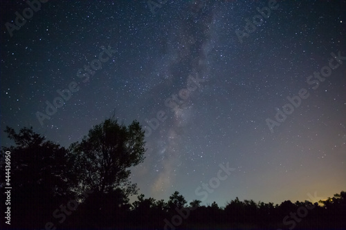 night starry sky above forest silhouette © Yuriy Kulik