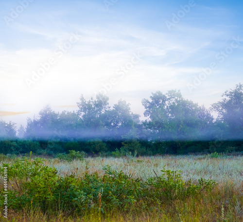 green summer forest glade in early morning mist, summer natural sunrise scene