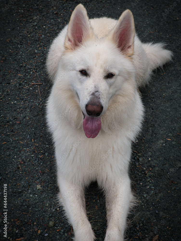 Fototapeta premium Weißer Schäferhund (Berger Blanc Suisse) macht gehorsam Sitz und blickt freundlich den Betrachter an mit heraushängender Zunge