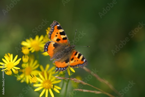 Schmetterling, Kleidern Fuchs mit Spuren eines Kampfs und beschädigten Flügeln. Aglais urticae © darknightsky