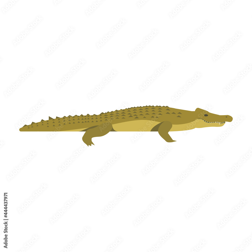 Fototapeta premium Nile crocodile. isolated illustration