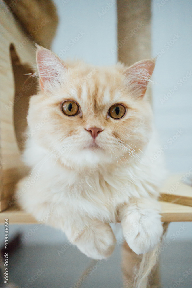portrait of a Persian cat 