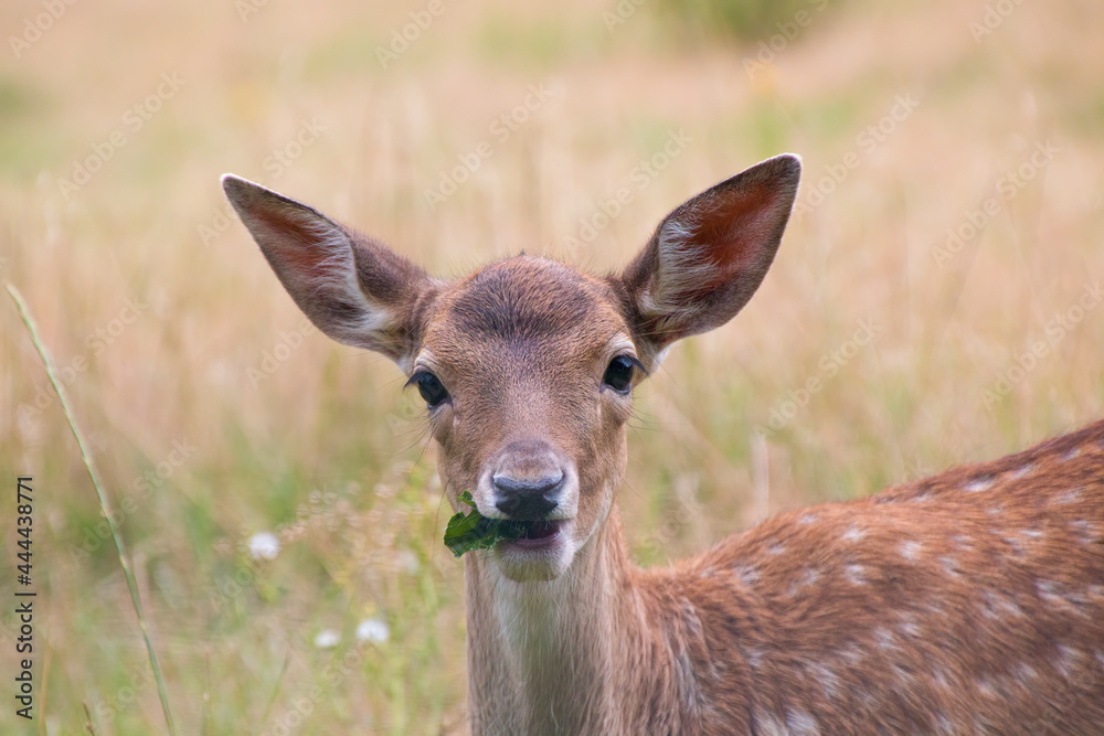 A white-tailed deer fawn with spots eating a leaf A white-tailed deer fawn with spots eating a leaf