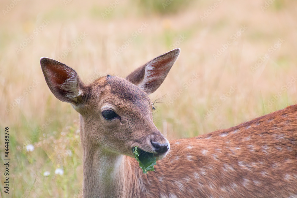 A white-tailed deer fawn with spots eating a leaf A white-tailed deer fawn with spots eating a leaf